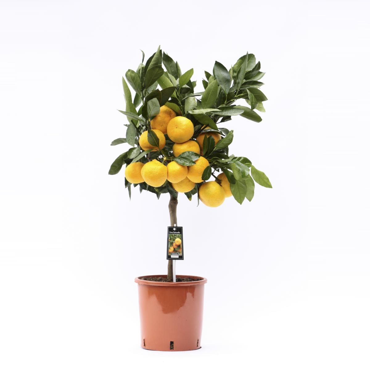 Satsuma mandarinka 80 cm - Citrus unshiu - Satsuma strom - Citrus