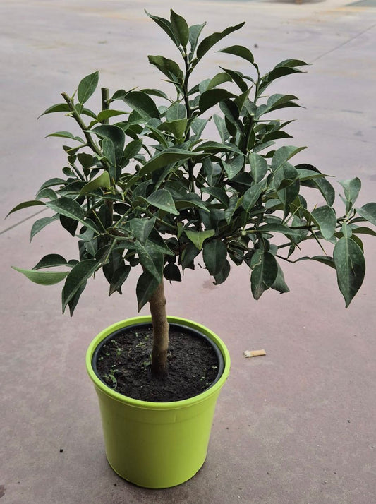 Citrus junos Yuzu cca. 50 cm - Exotické citrusové ovoce do zahrady a na balkon - mrazuvzdorné do -12°C