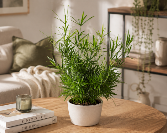 Asparagus falcatus ca. 35 cm – Zierspargel | Sicheldorn-Spargel | Immergrüne Zimmerpflanze für Wohnraum, Büro & Wintergarten
