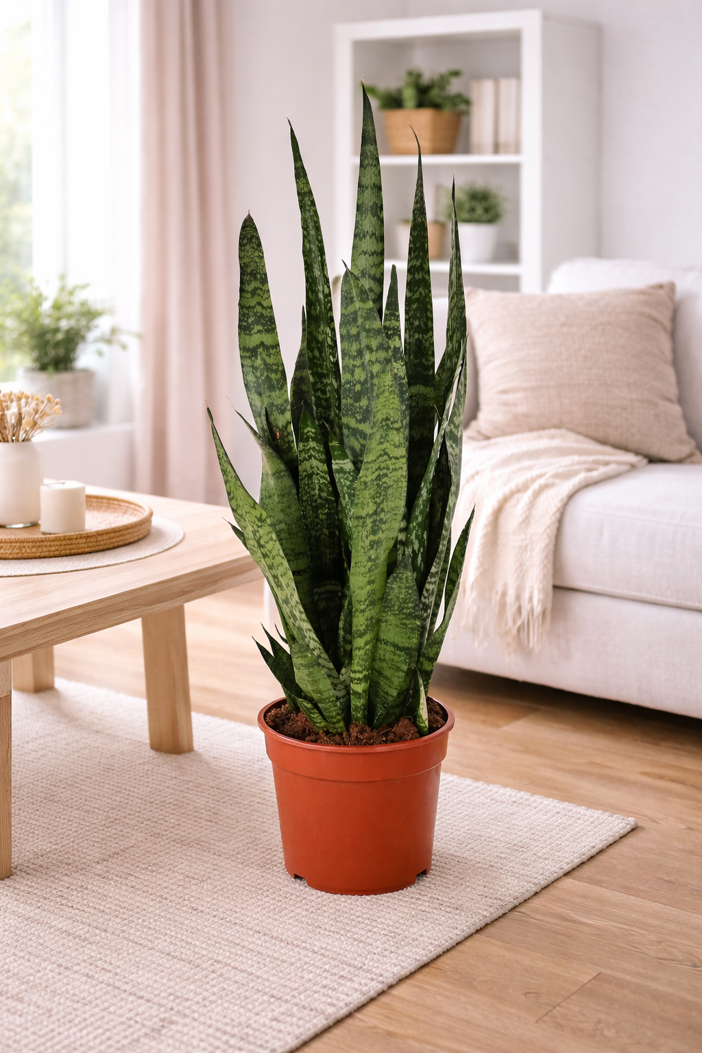 Sansevieria Zeylanica – Bogenhanf ca. 100 cm | Luftreinigende Zimmerpflanze für bessere Raumluft