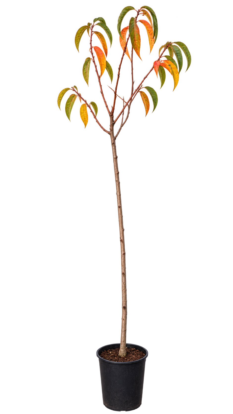 Pfirsichbaum 'Amarillo de Agosto' – Prunus persica | Gelbfleischig & selbstfruchtbar | 160–200 cm inkl. Topf