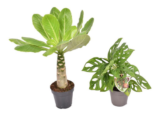 Brighamia insignis (havajská palma) a Monstera Monkey Leaf Set – Unikátní pokojové rostliny pro váš domov včetně návodu na péči