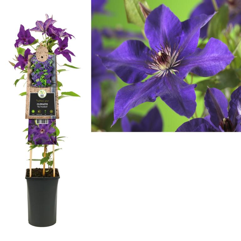 Clematis ‘The President’ 30–50 cm – Großblumige Waldrebe | Blaue Kletterpflanze winterhart
