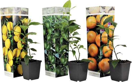 Směs citrusových rostlin - Sada 3 ks - Citroník, Pomerančovník, Lípa - Květináč 9 cm - Výška 25-40 cm
