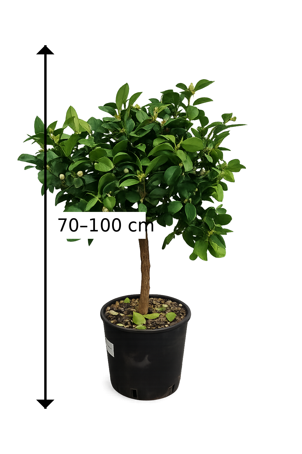 Římská limeta 'Pursha' 80-100 cm Sladká limeta - Citrus limetta 'Pursha'