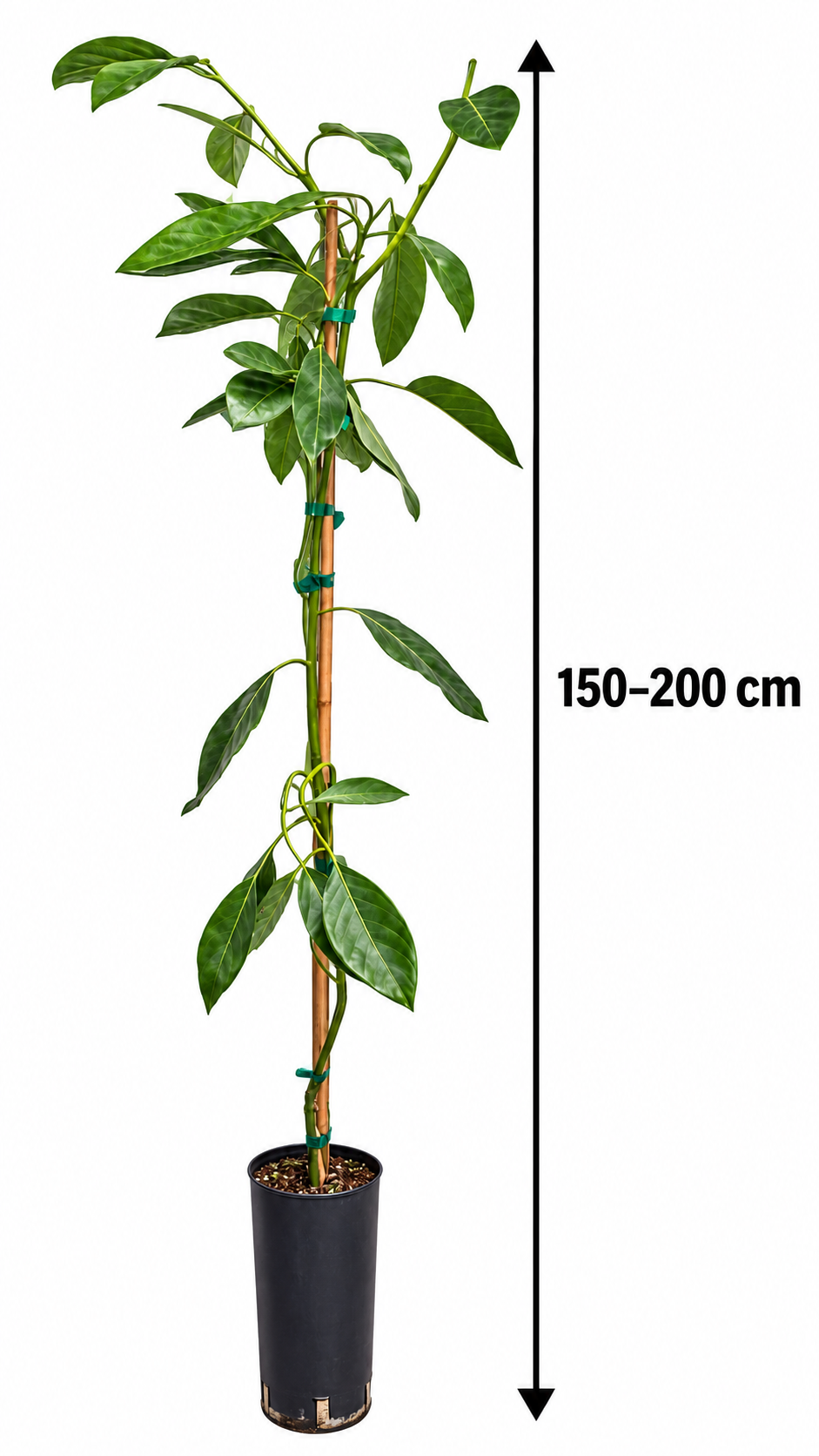 Avocadobaum ‘Hass’ – Avocado-Pflanze (Persea americana) für Kübel, Terrasse & Wintergarten – 150–200 cm inkl. Topf