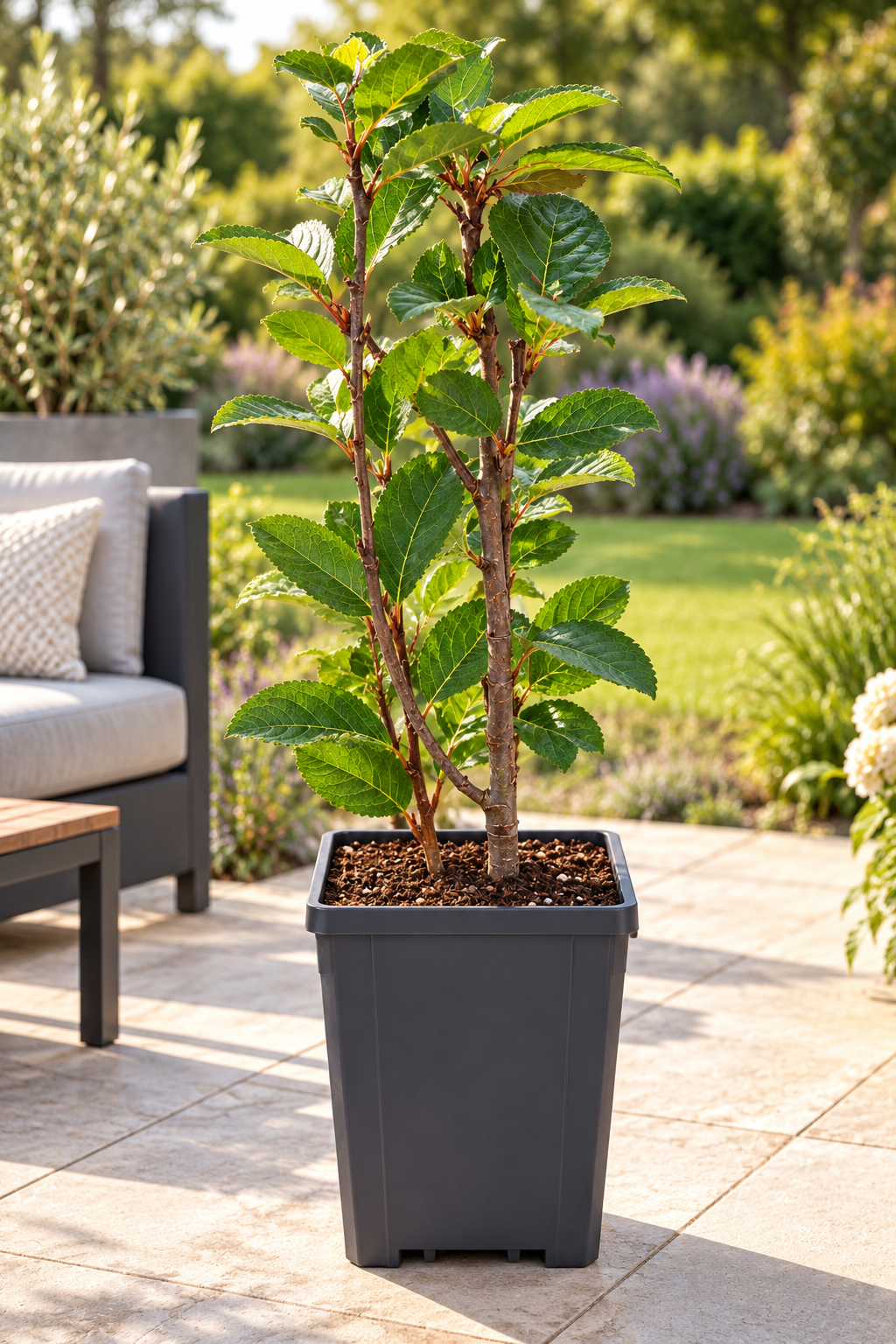 Rote Apfelbeere ‘Brilliant’ – Aronia arbutifolia – winterharter Zierstrauch mit Herbstfärbung – 40–60 cm inkl. Topf