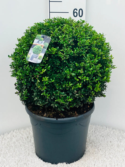 Ilex crenata 'Green Glory' Ball 40 cm Ø - Cesmínové rostliny na živý plot - Ideální náhrada zimozelu
