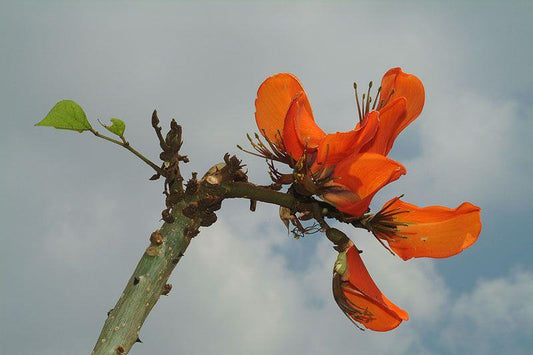 Erythrina caffra bis 120-140 cm- Der farbenfrohe Korallenbaum für ein tropisches Flair im eigenen Garten