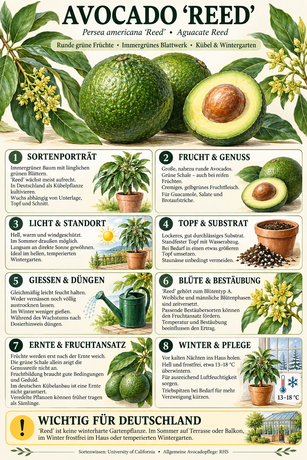 Avocadobaum ‘Reed’ – Avocado-Pflanze (Persea americana) für Kübel, Terrasse & Wintergarten – 150–200 cm inkl. Topf