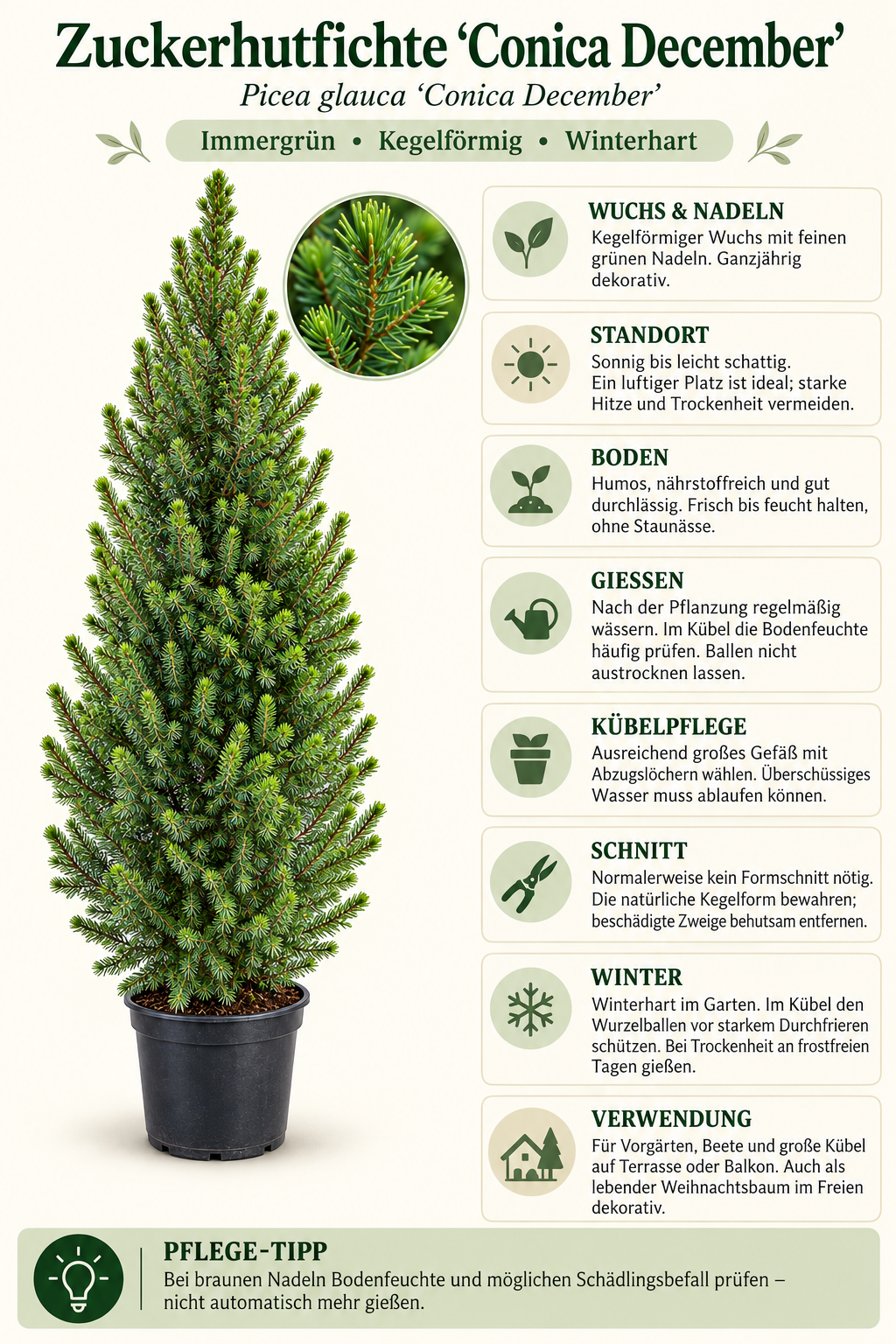 Zuckerhutfichte ‘Conica December’ – Picea glauca, immergrün & winterhart für Garten und Kübel – ca. 120 cm inkl. Topf