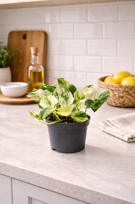Epipremnum Happy Leaf Ø12 cm – Efeutute Zimmerpflanze ca. 20 cm hoch – pflegeleichte Grünpflanze für Wohnung & Büro