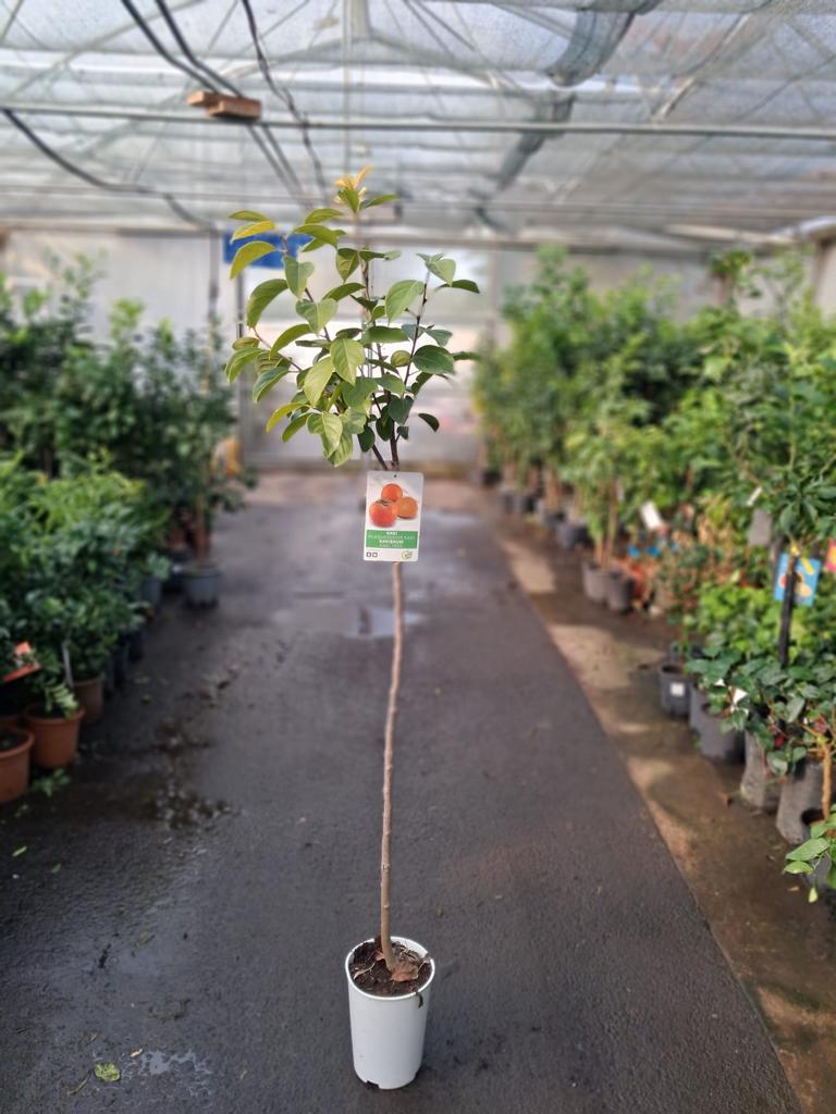 Diospyros kaki ‘Rojo Brillante’ – Kaki / Kakipflaume / Sharon-Frucht – winterharte Obstpflanze ca. 170–200 cm