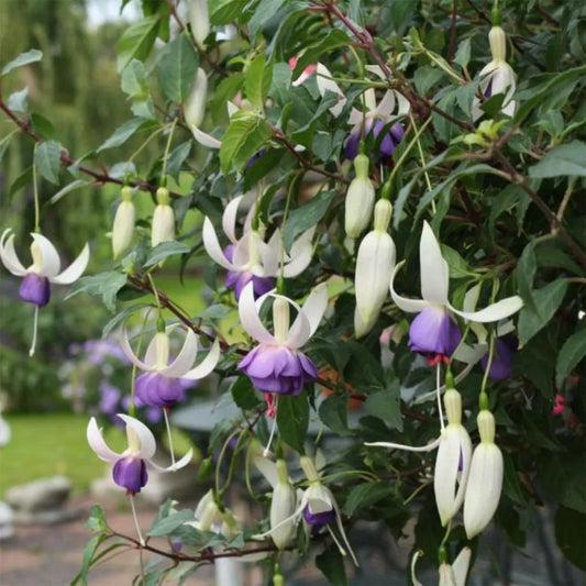 Venkovní fuchsie modrá Sarah / Delta Blue Sada 3 květináčů o průměru 9 cm Fuchsia Hardy