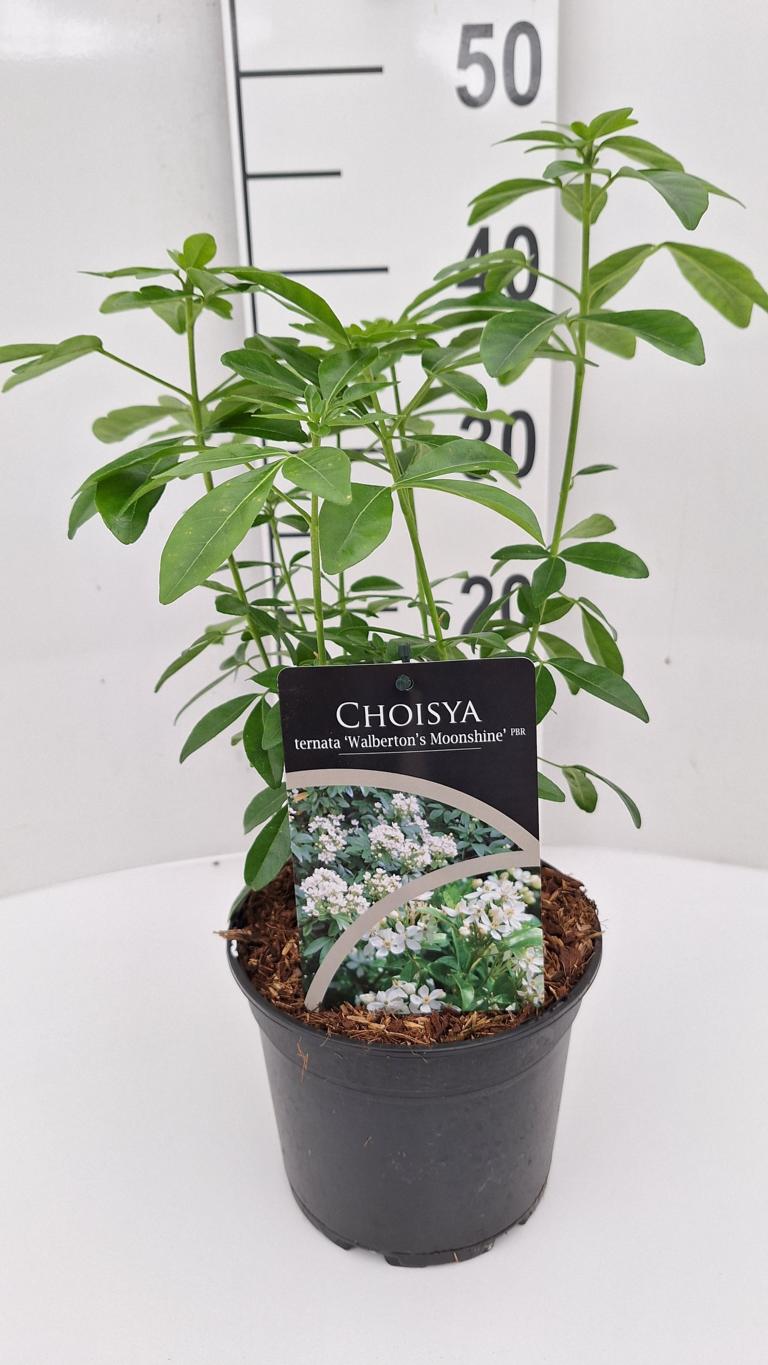Choisya ternata 'Walberton's Moonshine' – Vždyzelený okrasný keř 30-50 cm, mrazuvzdorný a vhodný pro včely