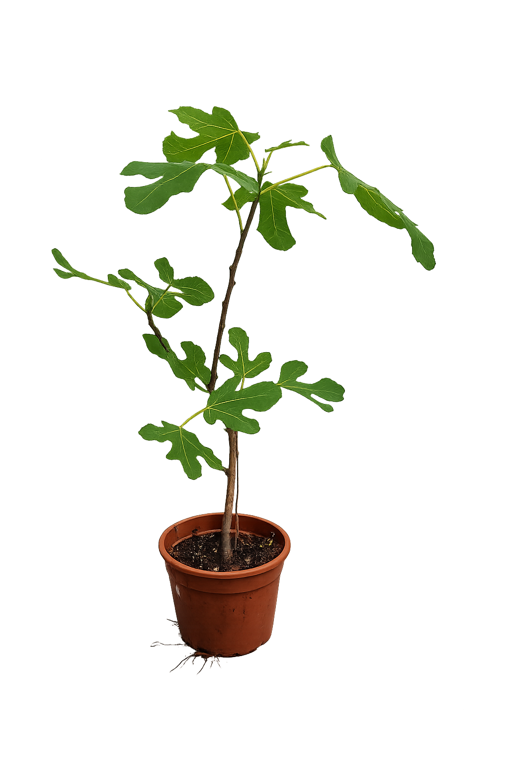 Ficus carica Bornholms diamantový keř 30-40 cm - Fíkovník - Mrazuvzdorná - Zahradní rostlina