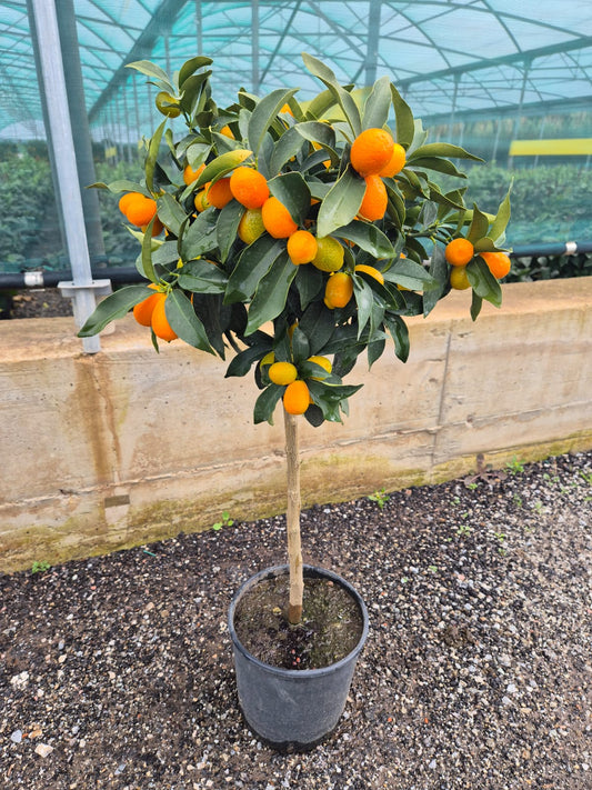 Kumquat Citrus Fortunella – Oválný kumquat (Fortunella margarita) 90-110 cm – Exotická citrusová rostlina do zahrady a na terasu
