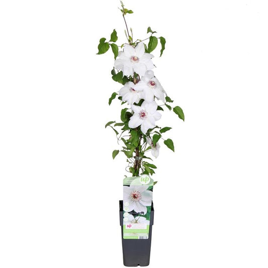 Waldrebe Clematis Miss Bateman – Weiß blühende Kletterpflanze, winterhart, 30–50 cm