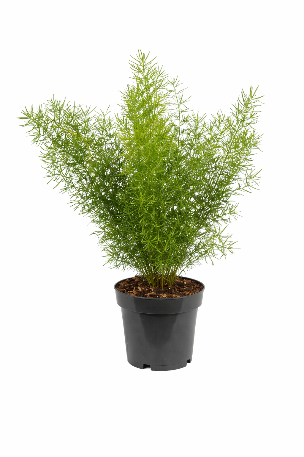 Asparagus densiflorus Sprengeri – Zierspargel Zimmerpflanze 30–40 cm – Topf Ø 12 cm – Pflegeleicht & Luftreinigend
