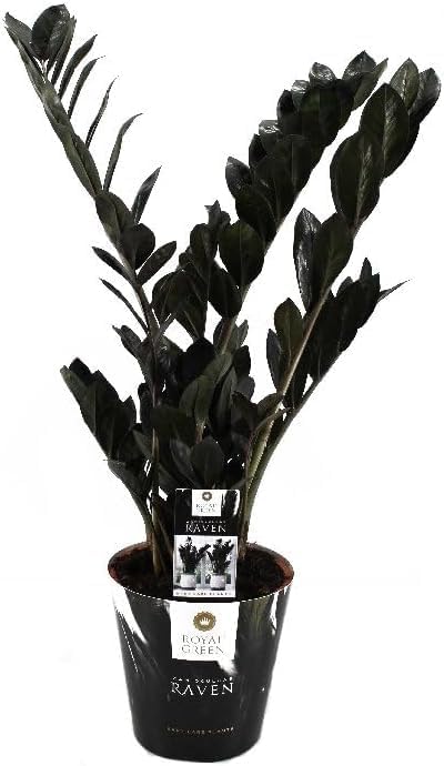Zamioculcas Raven ca. 60 cm - Schwarze Zamioculcas - Zimmerpflanze