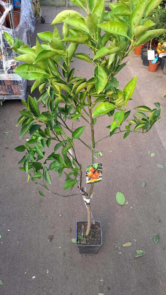 Pomerančovník červený Tarocco (Citrus sinensis 'Tarokko') – středomořský krvavý pomerančovník vysoký 120-160 cm, ideální do zahrady a na terasu