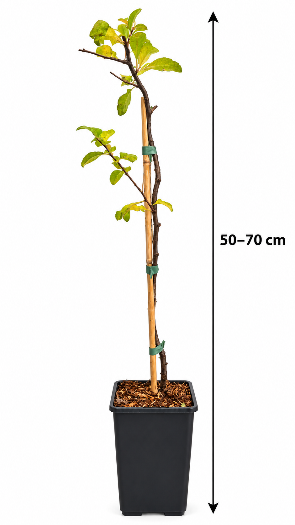 Japanische Zierquitte ‘Rasa’ – Chaenomeles japonica – dornenloser, winterharter Blütenstrauch mit essbaren Früchten – 50–70 cm inkl. Topf