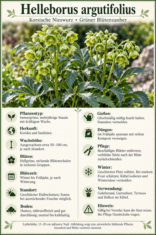 Korsische Nieswurz – Helleborus argutifolius, immergrüne Blütenstaude für Garten & Kübel – 15–20 cm inkl. Topf