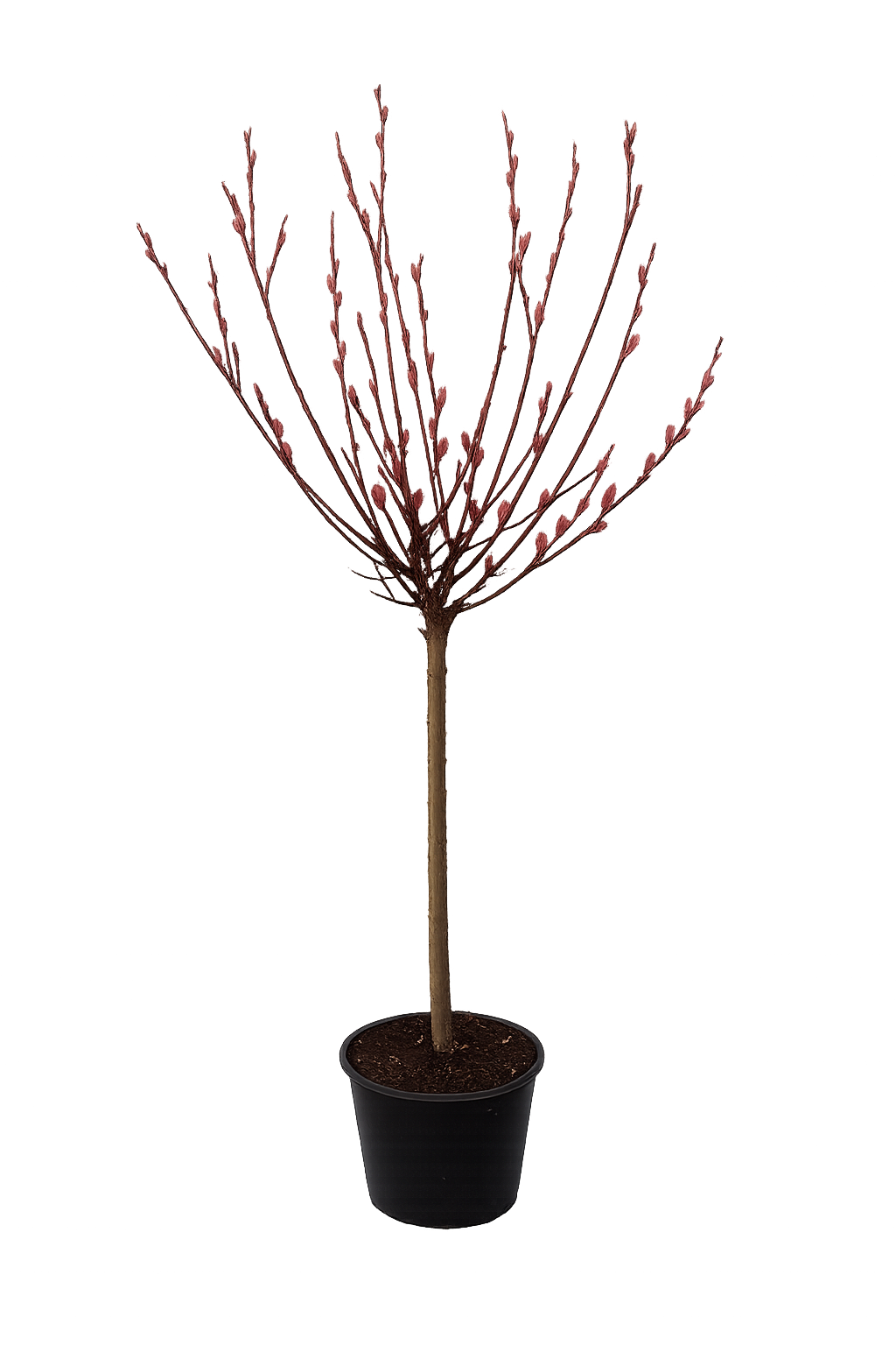 Rosa Riesen-Salweide 'Mount Aso' Stämmchen 100–120 cm – Japanische Kätzchenweide mit rosa Weidenkätzchen | Salix gracilistyla Mount Aso