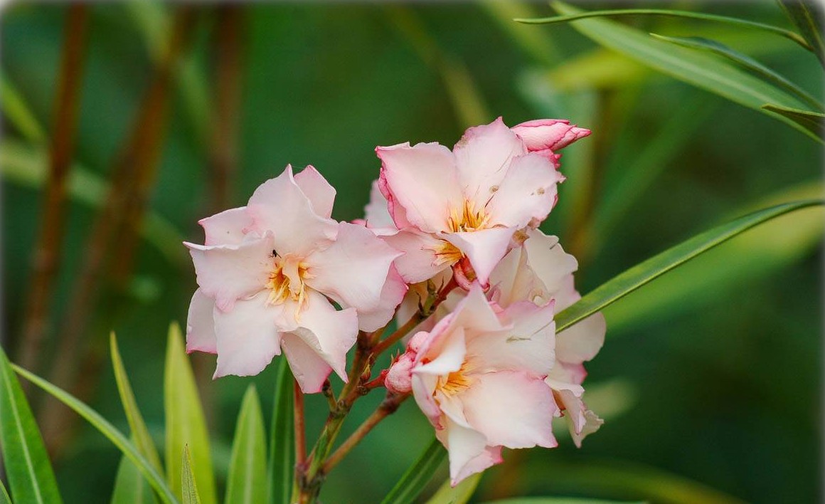 Oleandr 40-60 cm Lososový - Nerium oleander - nenáročná rostlina do nádob ze Středomoří