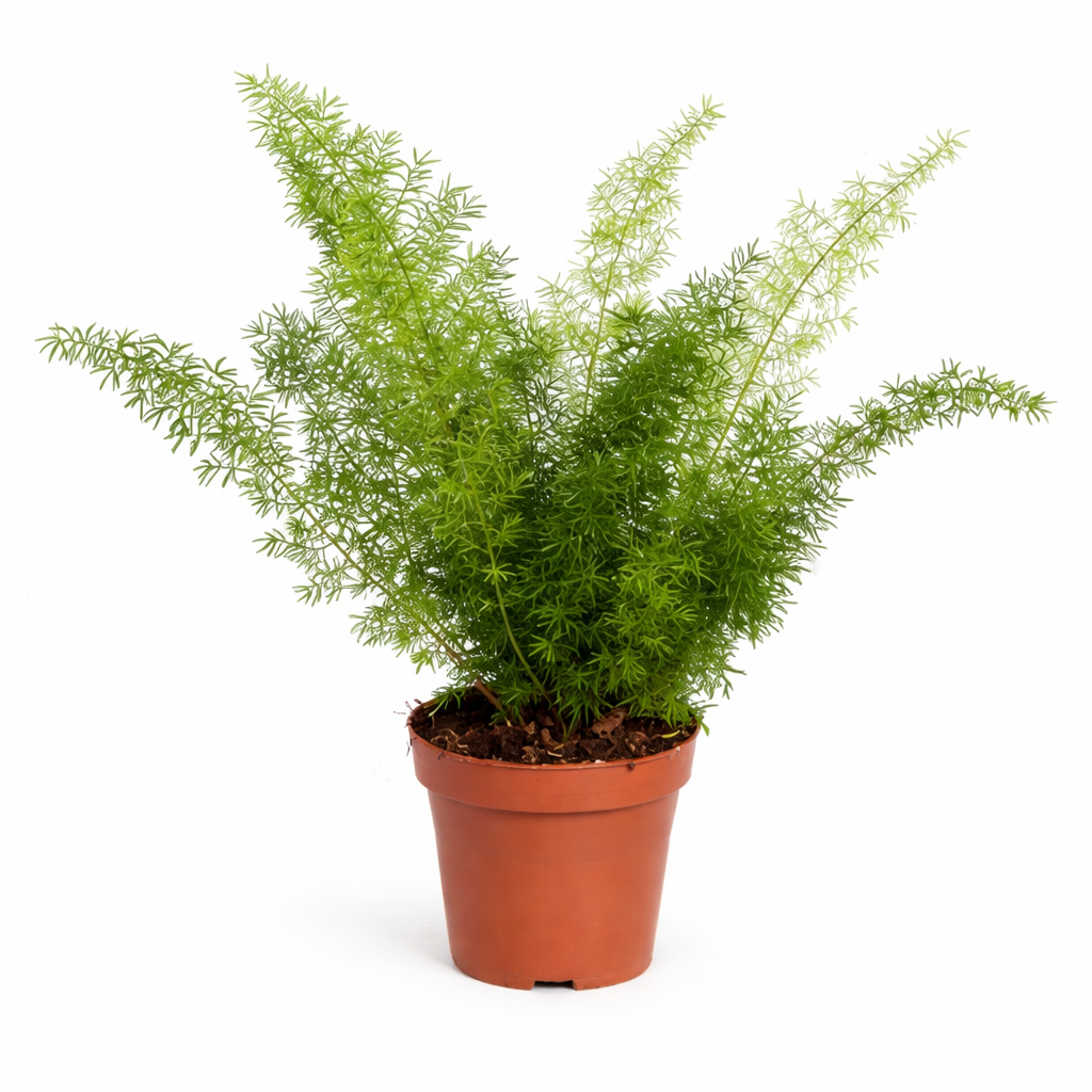 Asparagus Meyeri 35 cm - okrasný chřest - kapradina náprstník