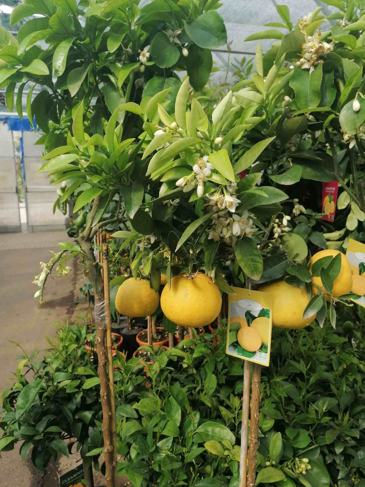 Grapefruit 160-180 cm plody+květy Citrus paradisi Pompelmo