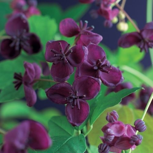 Akebia quinata 30–50 cm – Schokoladenwein / Akebie – winterharte Kletterpflanze mit Duftblüten