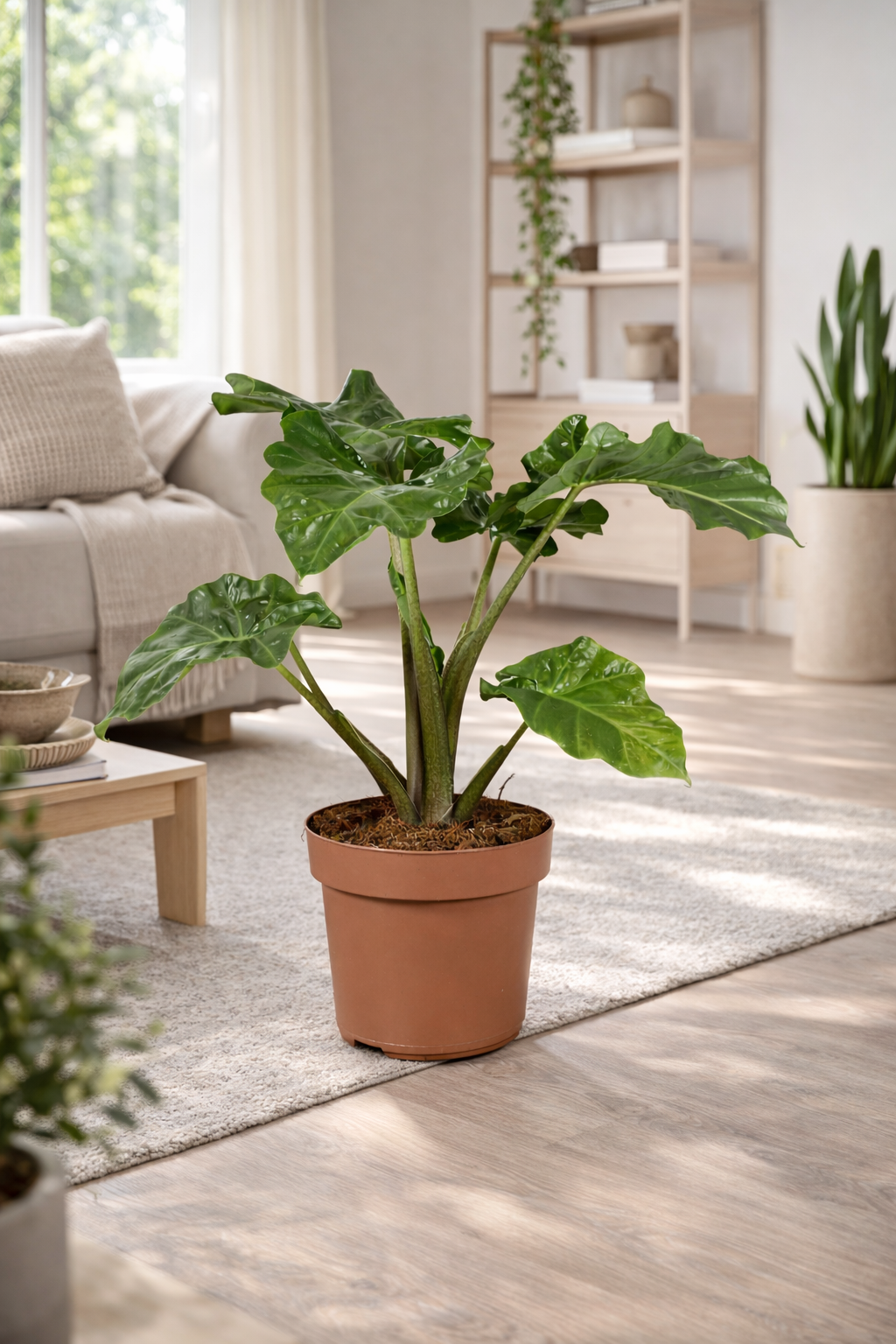Alocasia Low Rider 60-80 cm - Pflegeleichte Exotenpflanze für dein Zuhause mit dekorativen, glänzenden Blättern