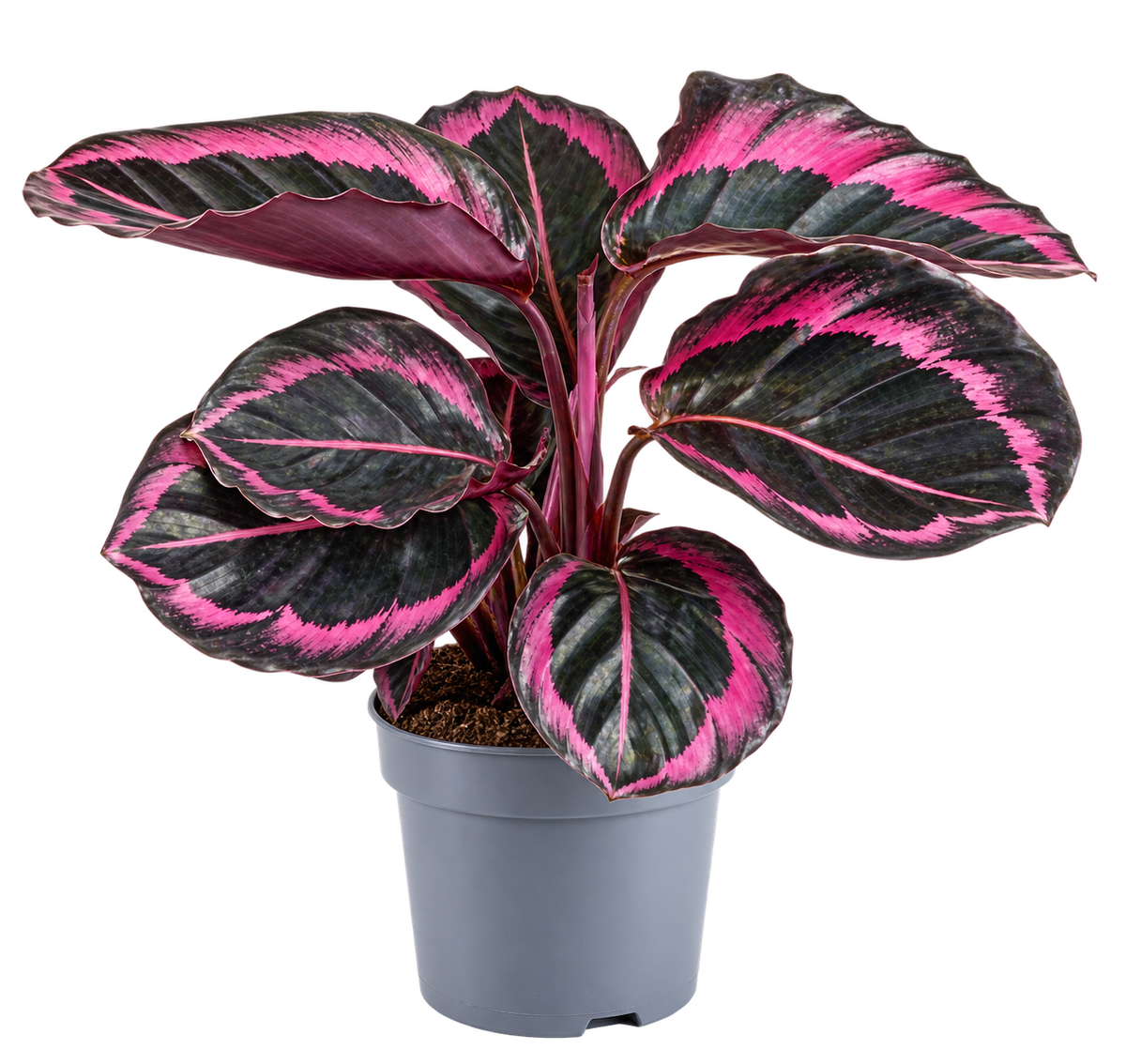 Calathea roseopicta ‘Dottie’ ca. 25 cm – Korbmarante mit rosa Blattzeichnung, exotische Zimmerpflanze