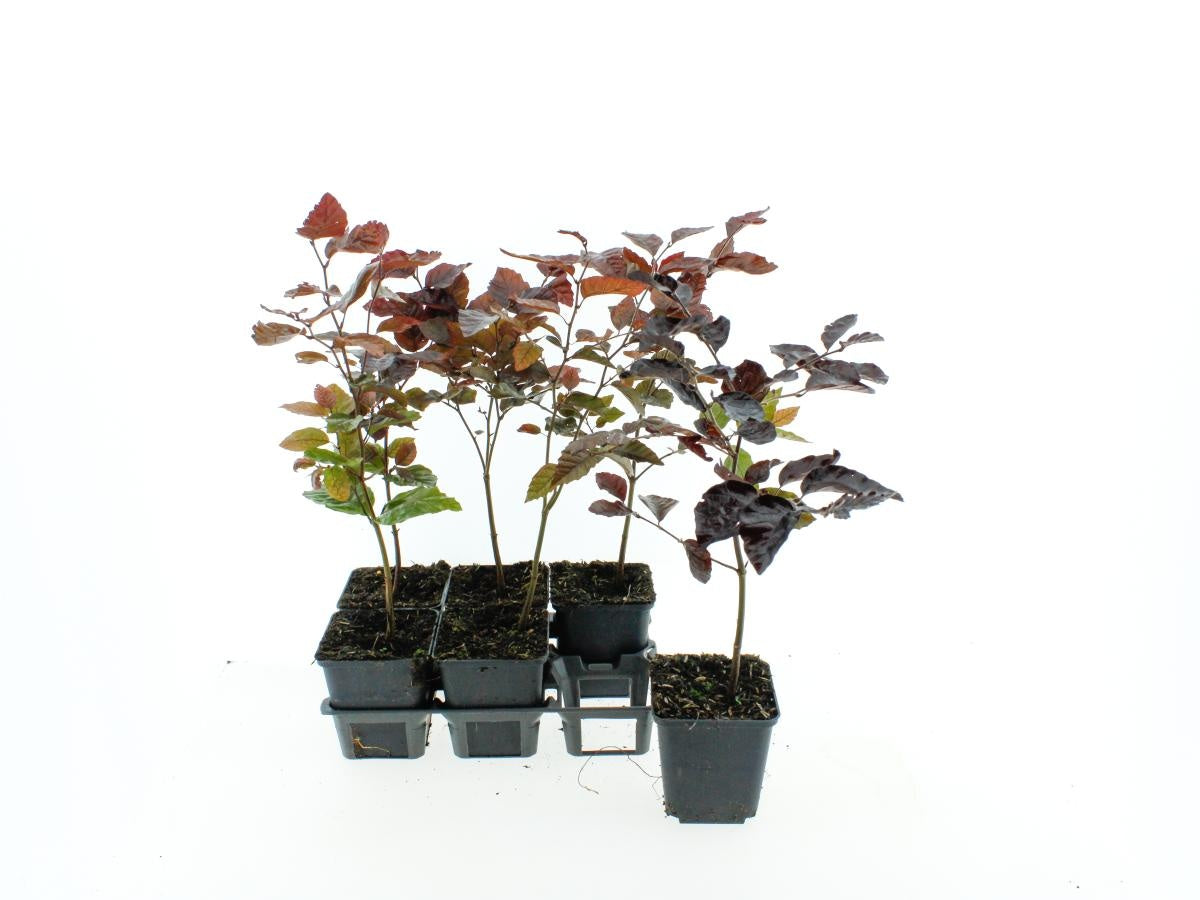 Blutbuche (Fagus sylvatica 'Atropunicea') 40–60 cm im Topf – Rote Buche, Gartenbaum, Ziergehölz