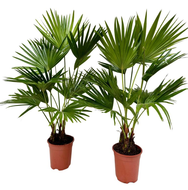 Livistona rotundifolia – vějířová palma cca. 140–160 cm | Exotická pokojová rostlina, tropická a nenáročná na péči