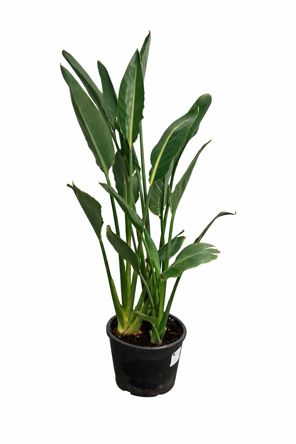 Strelitzia reginae 80-100 cm / 2-3 rostliny v květináči 5-6 let stará rostlina Bird of Paradise