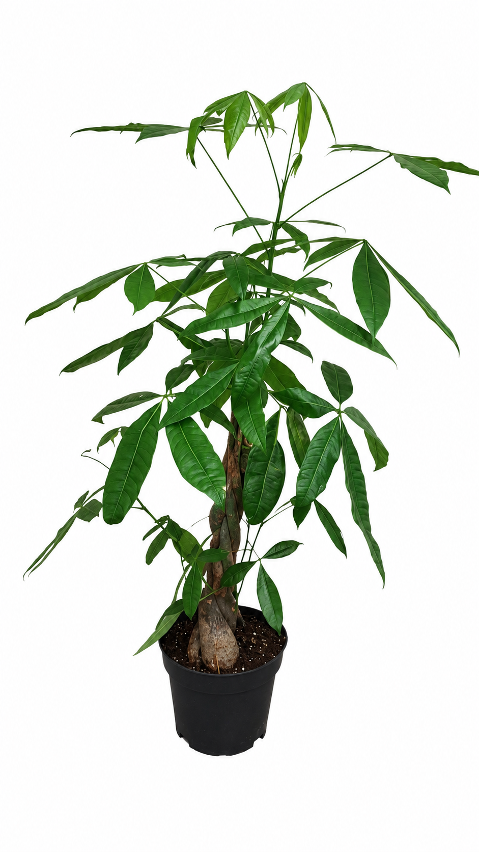 Pachira aquatica – Glückskastanie 100-120 cm – Zimmerpflanze für Wohlfühlatmosphäre