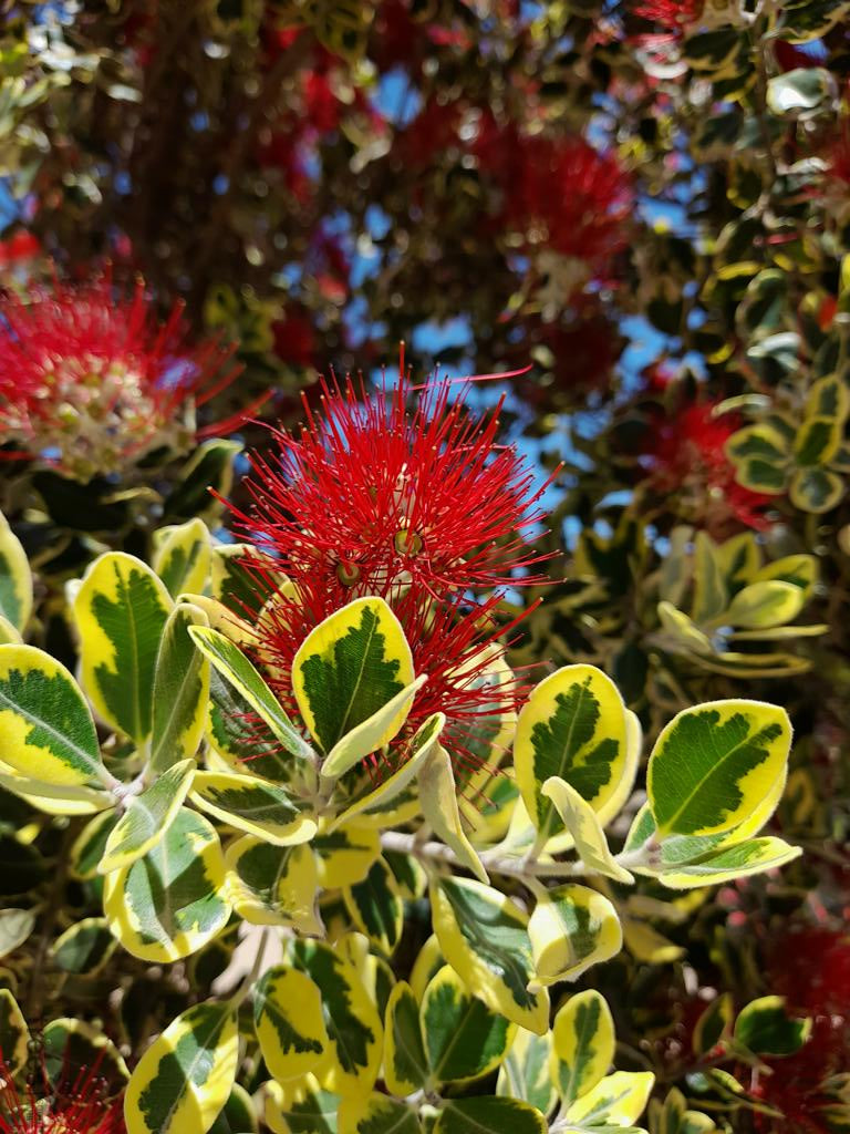 Metrosideros excelsa 'Variegata' 80-100 cm - panašovaný železný strom Pohutukawa Nový Zéland vánoční strom