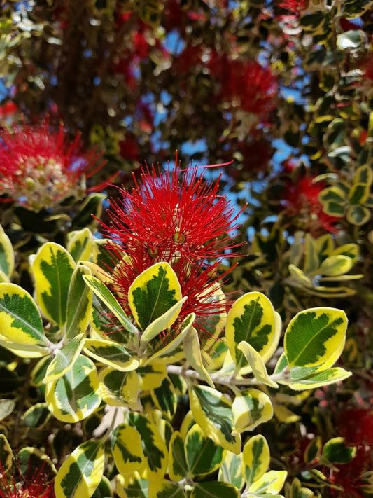 Metrosideros excelsa 'Variegata' 80-100 cm - panašovaný železný strom Pohutukawa Nový Zéland vánoční strom