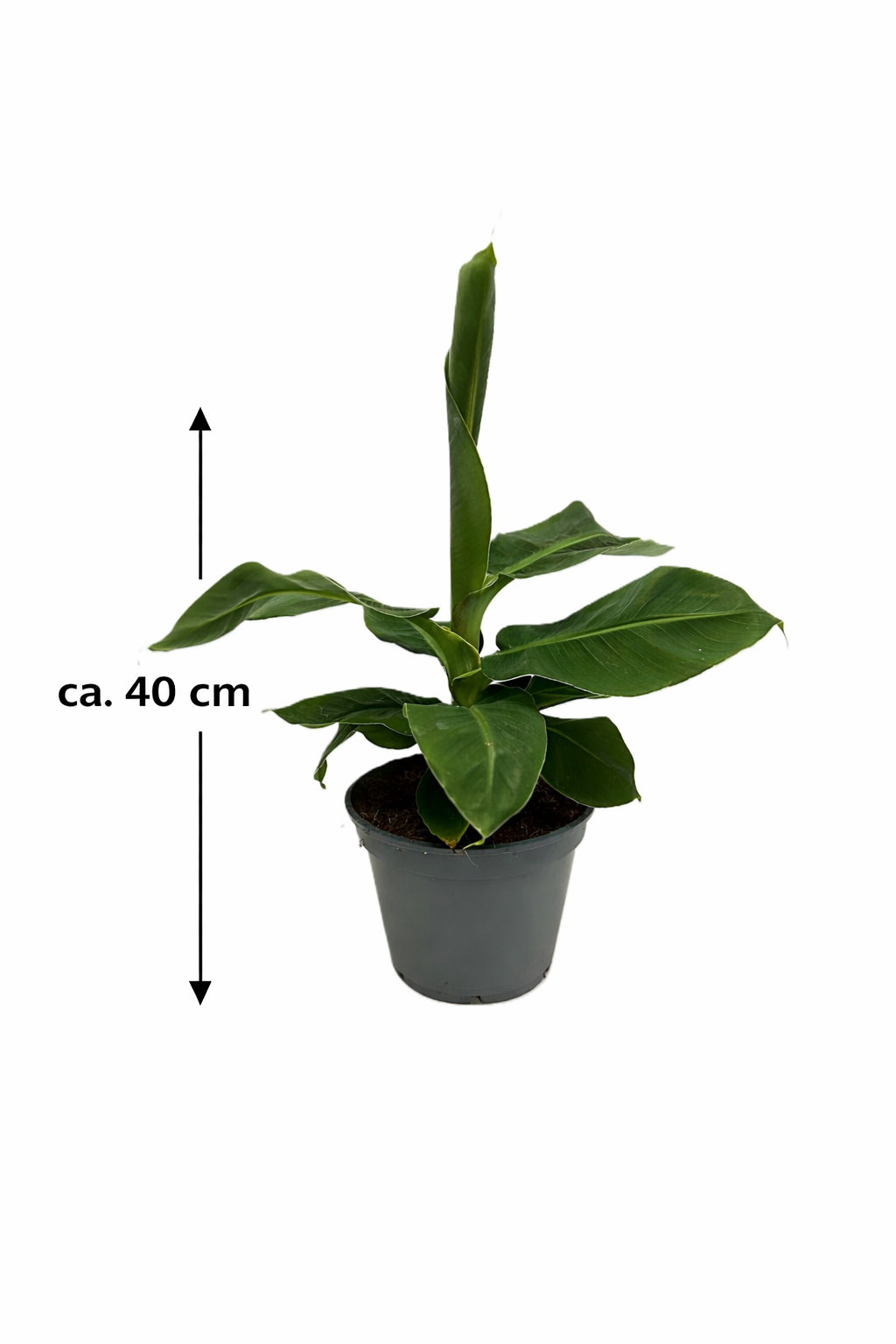 Musa Dwarf cavendish - Zwerg-Essbanane Zimmerpflanze