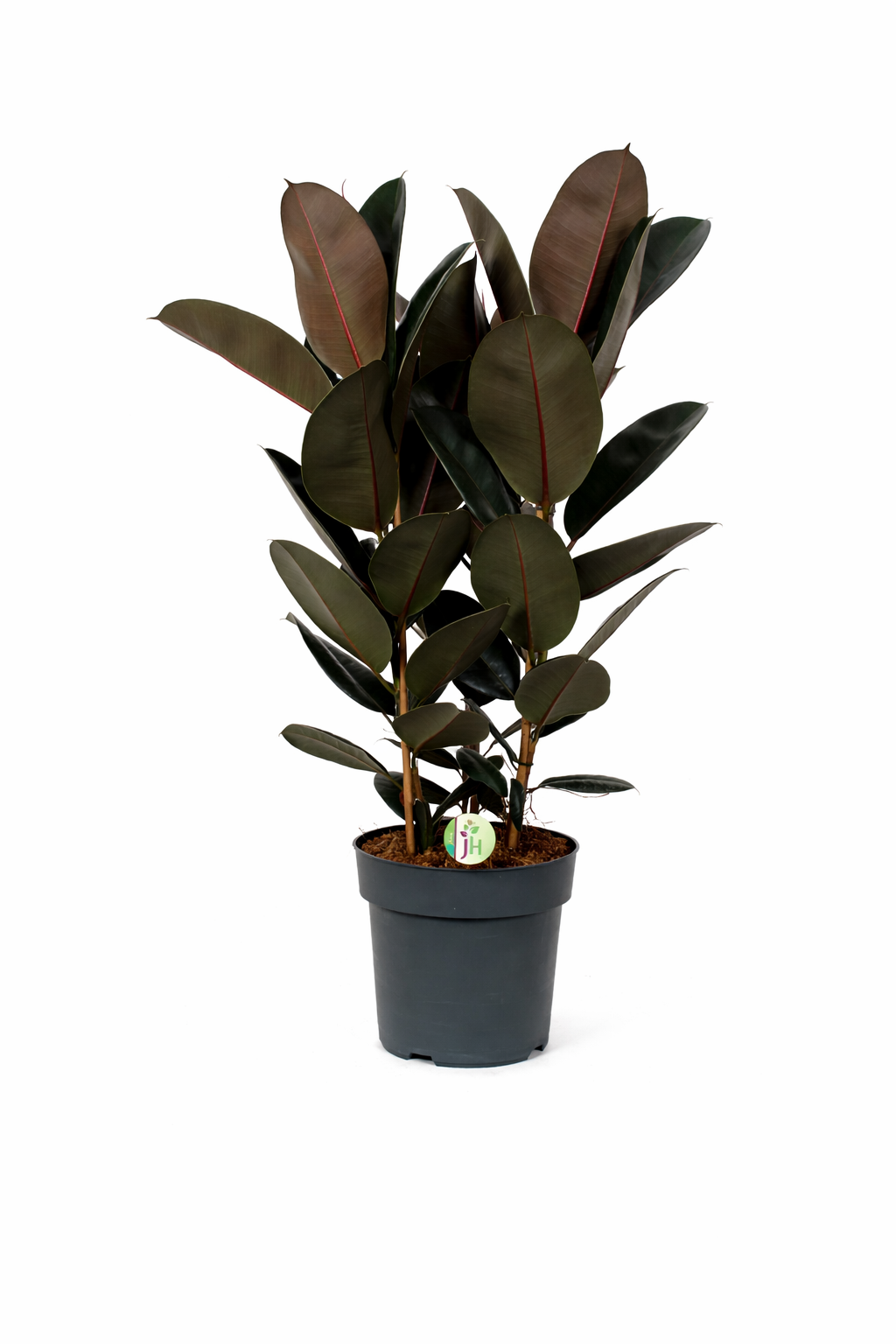 Gumovník cca. 100 cm 3 rostliny v květináči Ficus elastica Abidjan
