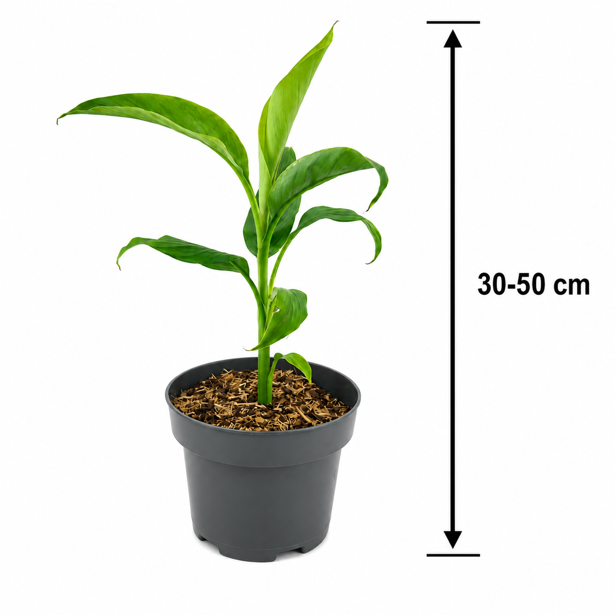 Musa basjoo 30-50 cm winterharte Banane - sehr schneller Wuchs