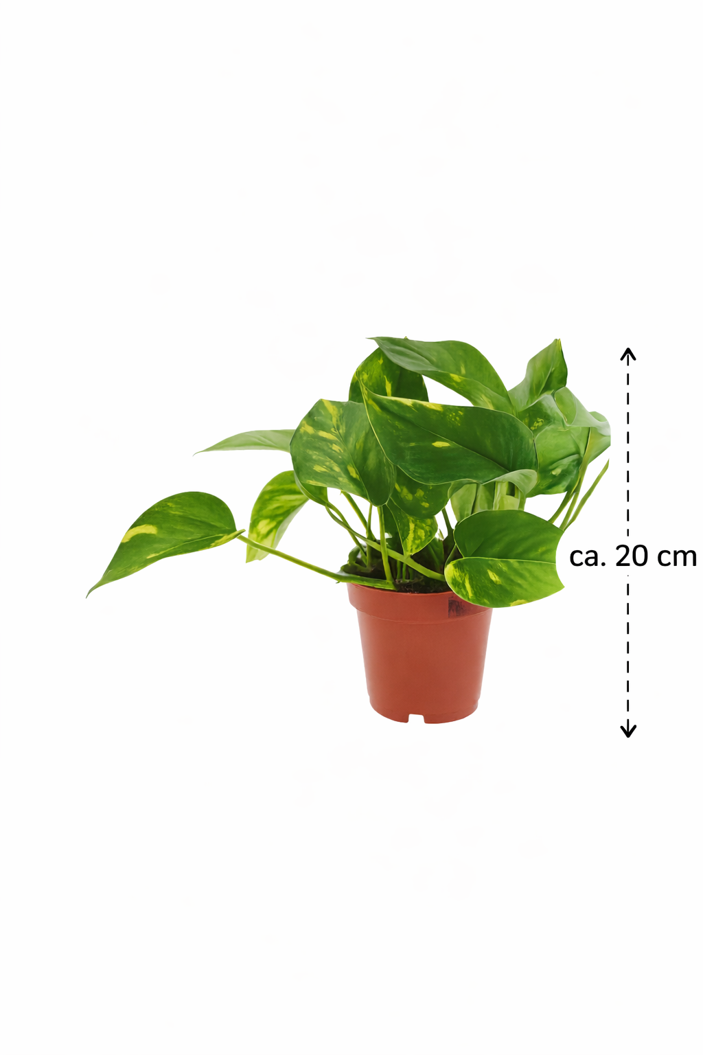 Epipremnum aureum (Efeutute / Goldene Efeutute) – Pflegeleichte Rank- & Hängepflanze – Zimmerpflanze im Topf Ø 12 cm – Gesamthöhe ca. 20 cm