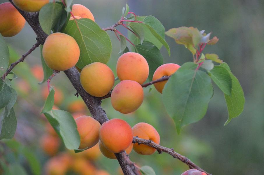 Prunus Armeniaca - Meruňka 100-130 cm – Čerstvá ovocná rostlina pro vaši zahradu