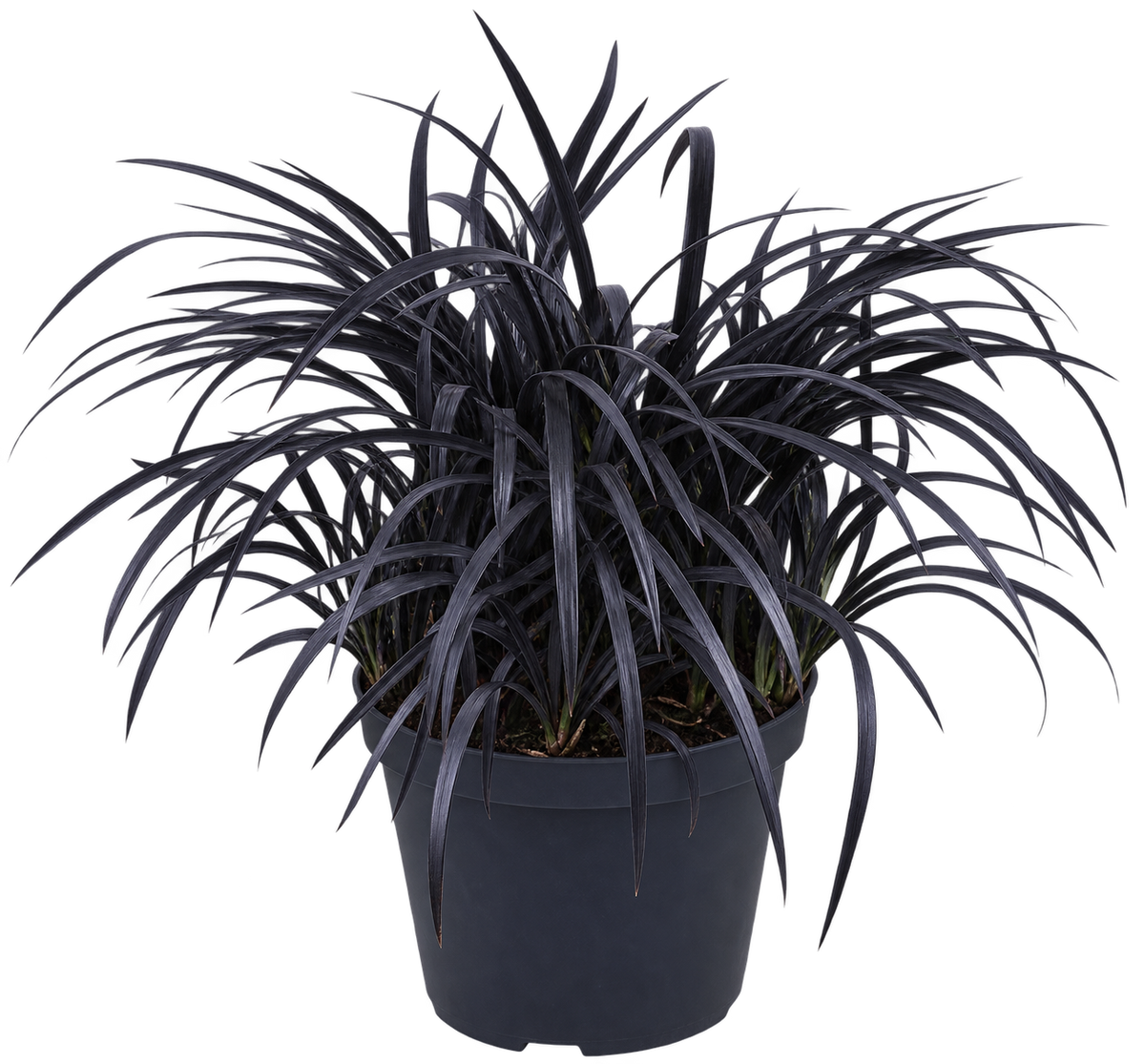 Elegantní černá kráska - Ophiopogon planiscapus 'Niger' pro vaši zahradu