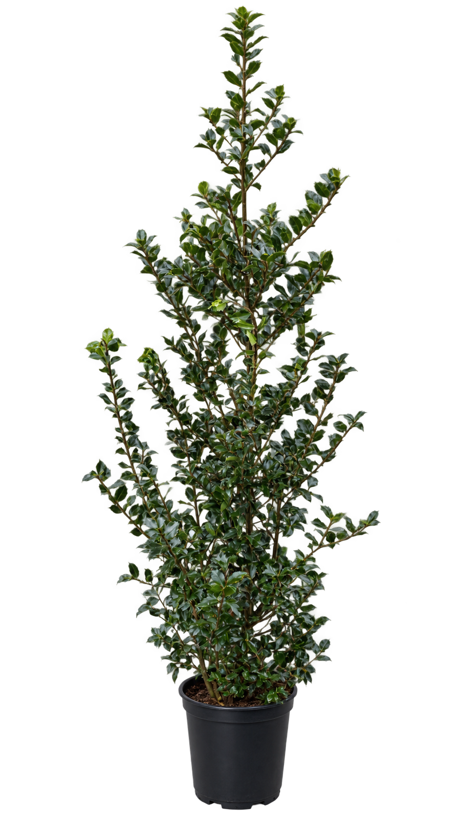 Stechpalme ‘Blue Prince’ – Ilex meserveae, immergrün & winterhart für Garten, Hecke und Kübel – ca. 180 cm inkl. Topf