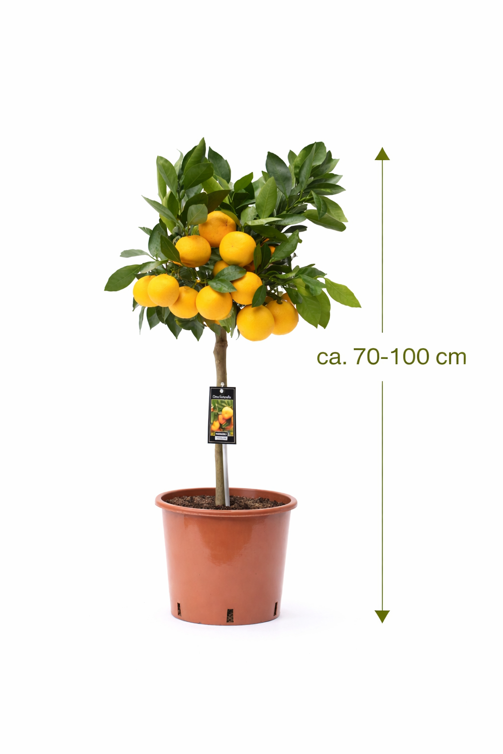 Satsuma mandarinka 80 cm - Citrus unshiu - Satsuma strom - Citrus