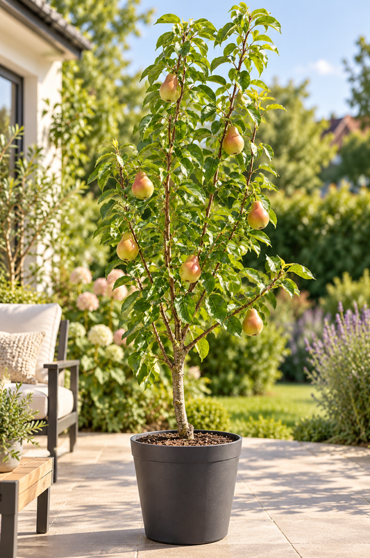 Birnbaum ‘Clapps Liebling’ – Pyrus communis ‘Clapp’s Favourite’ – saftige Sommerbirne für den Garten – 100–120 cm inkl. Topf