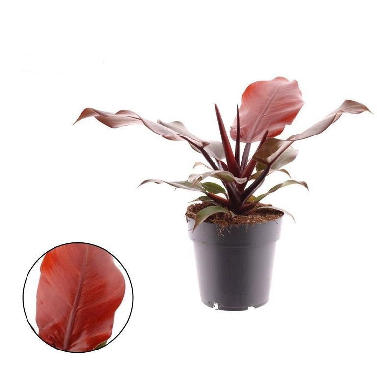 Philodendron Sunlight – Tropische Zimmerpflanze mit leuchtend grünem Laub | 15-20 cm | Baumfreund / Baum-Philodendron